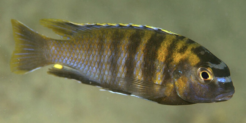 Tropheops tropheops 'Otter Island'